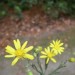 Silkgrass Aster
